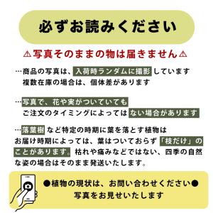 特選果樹苗★温州ミカン・日南1号の詳細画像4