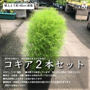 コキア種の商品一覧 通販 Yahoo ショッピング