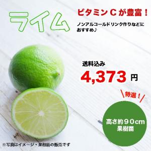 12/6再入荷特選果樹苗★ライム★送料込み