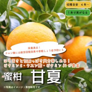 【送料込み】特選果樹苗 ★甘夏