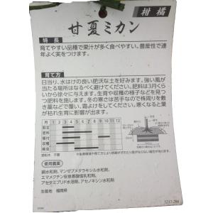 【送料込み】特選果樹苗 ★甘夏の詳細画像2