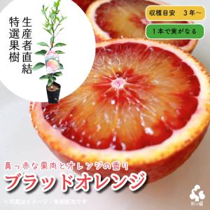 ブラッドオレンジ 苗木 タロッコ 3年生接木大苗 産地で剪定済 1.0m苗