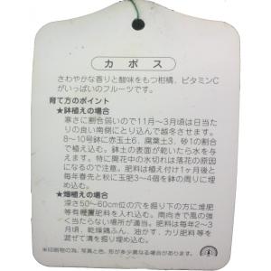 特選果樹苗 ★かぼすの詳細画像2