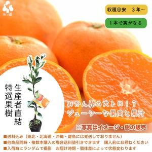 柑橘類の苗木 せとか : 植物・園芸専門店 花育通販Yahoo!店 - 通販