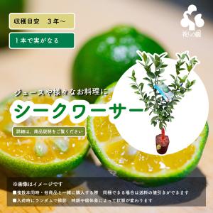 シークワーサー（シークアーサー）：果樹苗 柑橘苗 苗木 接木 苗