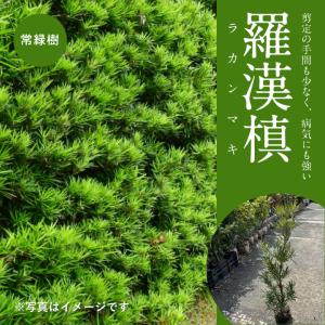 庭木：槙（ラカンマキ）*樹高100cm 佐川急便 らかんまき : 遊恵盆栽
