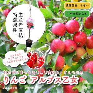 2026年度 予約受付中 栗かぐや 10本 丈夫な苗 PVP 登録出願品種