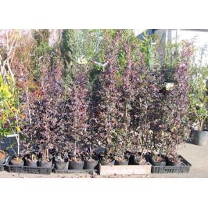 生垣用樹木 苗木 植木 の商品一覧 花 ガーデニング 通販 Yahoo ショッピング