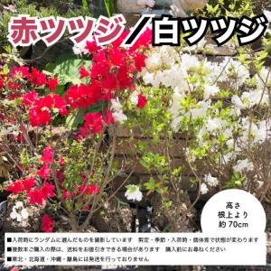 ツツジ（赤・白）★送料込み