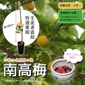 黒真珠レンブ苗 取木苗 : りゅうか商事 - 通販 - Yahoo!ショッピング