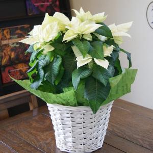 ポインセチア 鉢の商品一覧 通販 Yahoo ショッピング