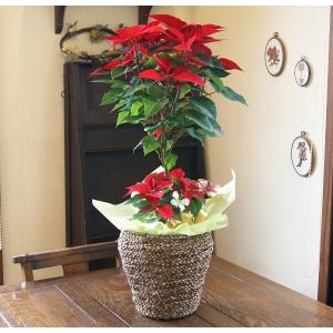ポインセチア 鉢の商品一覧 通販 Yahoo ショッピング