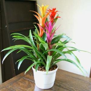 グズマニア 鉢植え 観葉植物 インテリアグリーン プレゼント誕生日 結婚記念日 結婚祝い 画像 送料無料