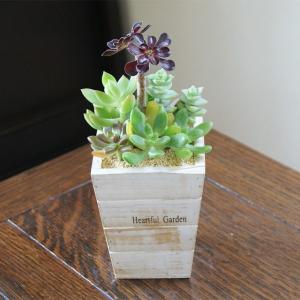 ナチュラルイメージの多肉寄せ植え 鉢植え 観葉植物 インテリアグリーン プレゼント誕生日 結婚記念日 結婚祝い 画像 送料無料