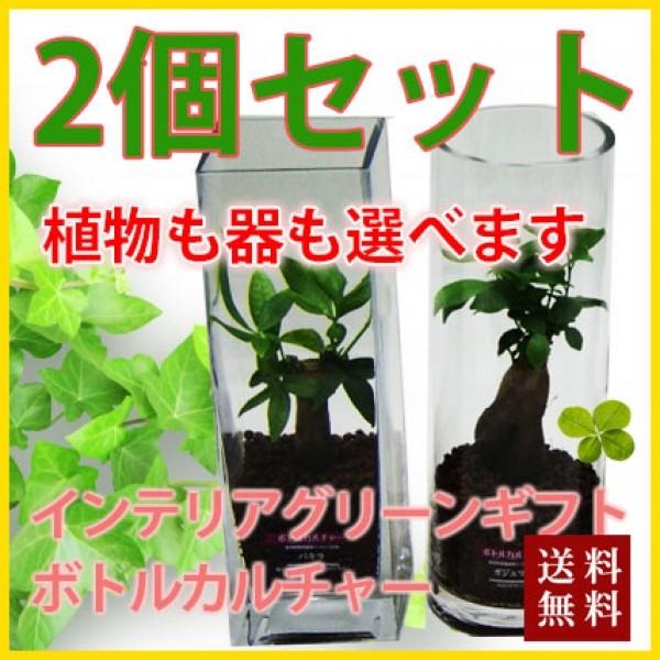ハイドロカルチャー 2個セット ボトルカルチャー 観葉植物 鉢植えの花 鉢植え プレゼント誕生日 結...