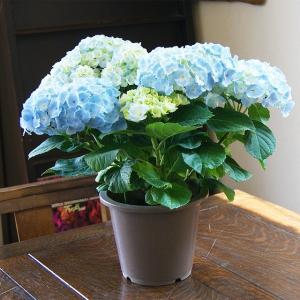 アジサイ クオン6号鉢（ラッピングなし ご希望でお付けします 苗 鉢花