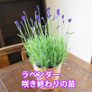 イングリッシュラベンダー 生花 の商品一覧 花 ガーデニング 通販 Yahoo ショッピング