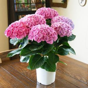 あじさい アジサイ 紫陽花 ホワイトシュガー 白 ホワイト 母の日 2026