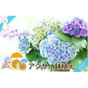 あじさい アジサイ 紫陽花 西安 色が変わる ...の詳細画像1