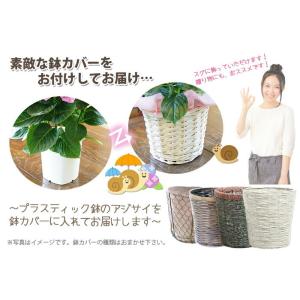 あじさい アジサイ 紫陽花 西安 色が変わる ...の詳細画像4