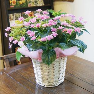 アジサイ ナユタ ブルー4．5号鉢（ラッピングなし ご希望でお付けし