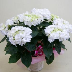 2026 予約 母の日 あじさい アジサイ 紫陽花 ホワイトシュガー 白 ホワイト 母の日 2026 父の日 お中元 鉢植え プレゼント ギフト 苗 ピンク ブルー 白