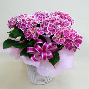 アジサイ クオン6号鉢（ラッピングなし ご希望でお付けします 苗 鉢花