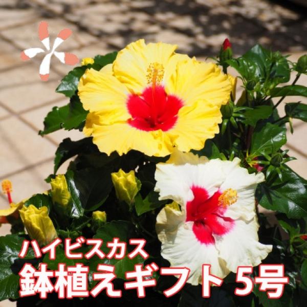 ハイビスカス 鉢 鉢植え 花 ロングライフハイビスカス ６号 ６寸 お中元 誕生日 結婚記念日 父の...