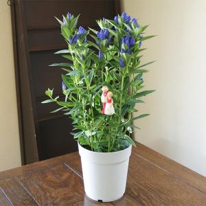 敬老の日 花 プレゼント りんどう 鉢植え 5寸...の商品画像