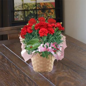 母の日 父の日 カーネーション 鉢植えの花 鉢植え ギフト生花 フラワーアレンジ プレゼント誕生日 結婚記念日 結婚祝い