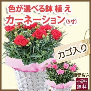 カーネーション ５号 ５寸 色が選べる 鉢植えの花 鉢植え 生花 プレゼント 花 ギフト 母の日 父の日 卒業 画像 送料無料