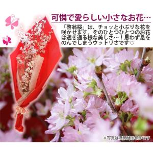 啓翁桜 桜 さくら 花束 80cm ホワイトデ...の詳細画像3
