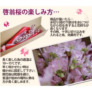 啓翁桜 桜 さくら 花束 80cm ホワイトデ...の詳細画像4