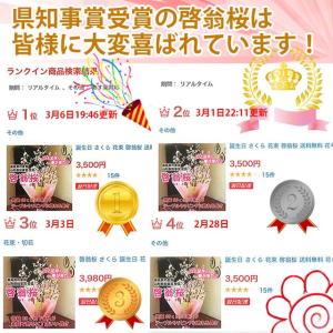 啓翁桜 桜 さくら 花束 80cm ホワイトデ...の詳細画像5