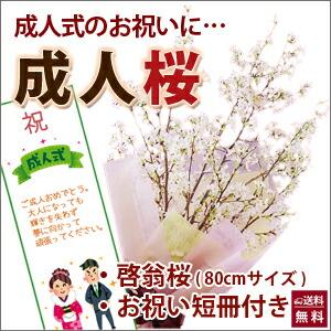 啓翁桜 桜 さくら 花束 80ｃｍ ホワイトデー 誕生日 卒業 送別 ひな祭り 桃の節句 花束プレゼ...