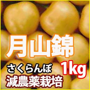 月山錦 さくらんぼ 秀 2L １ｋ 山形 送料無料 贈答用 並べ詰め風 加藤農園 ト 通販 産地 サ...