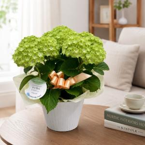 あじさい グリーン 紫陽花 鉢植え 緑 5寸 ...の詳細画像2