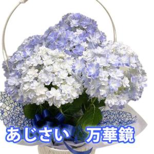 紫陽花：アジサイ 万華鏡*5号 苗 【剪定済み株】あじさい : 遊恵盆栽