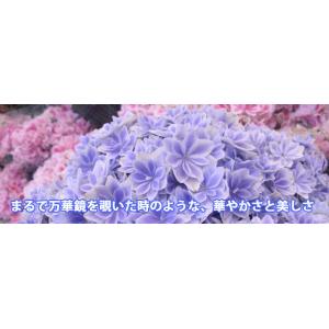 あじさい アジサイ 紫陽花 万華鏡 鉢植え 5...の詳細画像1