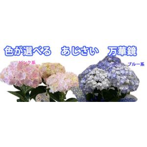 あじさい アジサイ 紫陽花 万華鏡 鉢植え 5...の詳細画像2