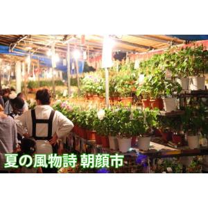 朝顔 あさがお アサガオ 鉢植え 西洋朝顔 ヘ...の詳細画像2
