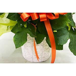 朝顔 あさがお アサガオ 鉢植え 西洋朝顔 ヘ...の詳細画像3