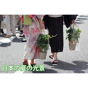 朝顔 あさがお アサガオ 鉢植え 西洋朝顔 ヘ...の詳細画像4