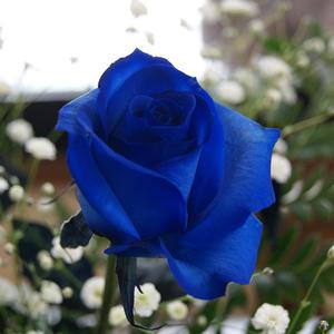 青いバラ 「ブルーローズ」（7本）の花束 【20052】※かすみ草を