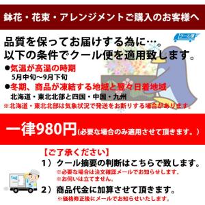 母の日 2026 青いバラ ブルーローズ 10...の詳細画像3