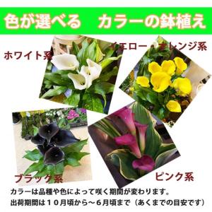 カラー 鉢植え 色が選べる 花鉢 白 黄色 ピ...の詳細画像1