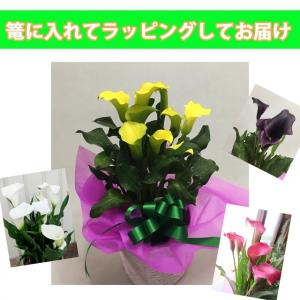カラー 鉢植え 色が選べる 花鉢 白 黄色 ピ...の詳細画像2