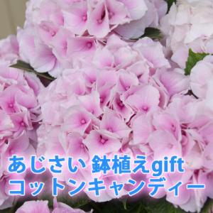朱雀 送料無料 生産直送 あじさい 鉢植え 4号・5号鉢サイズ fw-4E-1