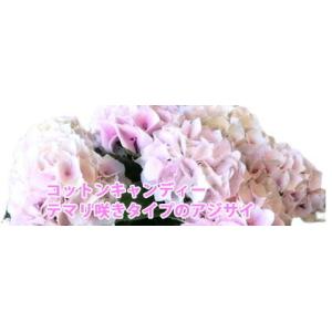あじさい アジサイ 紫陽花 コットンキャンディ...の詳細画像1