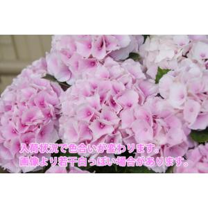 あじさい アジサイ 紫陽花 コットンキャンディ...の詳細画像2